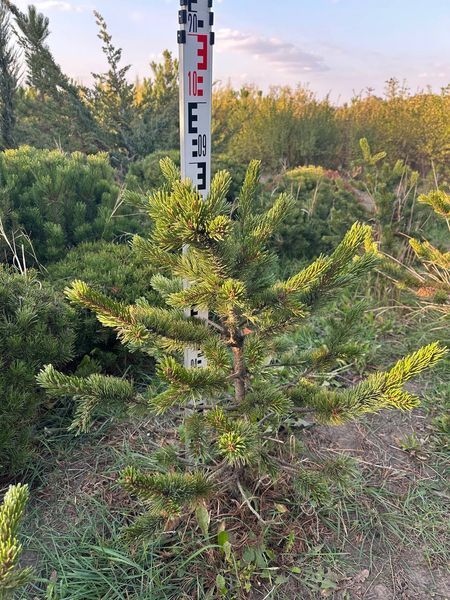 Сосна остиста / Pinus aristata 34478 фото