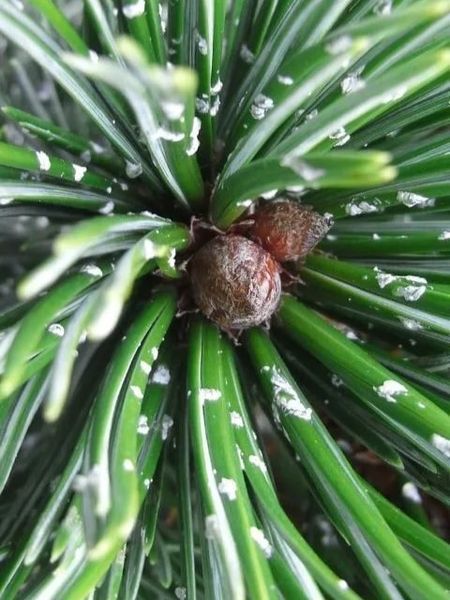 Сосна остиста / Pinus aristata 34478 фото