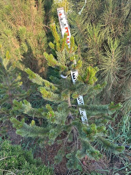 Сосна остиста / Pinus aristata 34478 фото