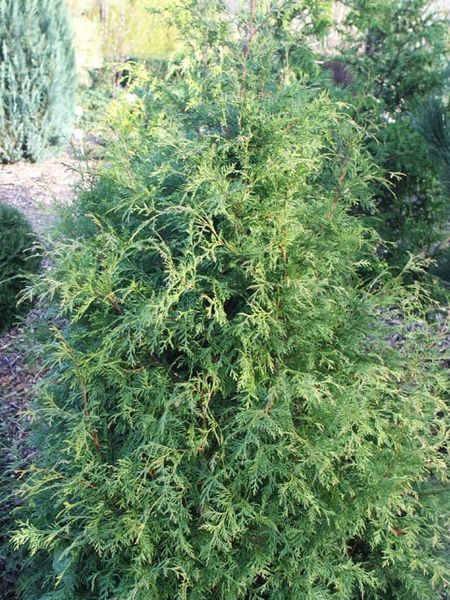 Туя западная Столвик / Thuja occidentalis Stolwijk 34178 фото
