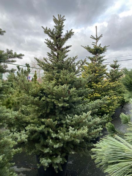 Ялиця корейська Глаука / Abies koreana Glauca 28211 фото