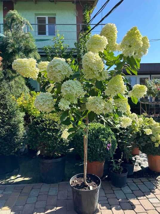 Гортензія волотиста Меджікал Кендл (Бокрафлейм) / Hydrangea