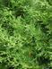 Туя западная Столвик / Thuja occidentalis Stolwijk 34178 фото 3