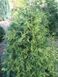 Туя западная Столвик / Thuja occidentalis Stolwijk 34178 фото 2