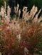 Міскантус китайський Ред Чіф / Miscanthus sinensis Red Chief 31466 фото 2
