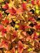 Спірея японська Меджік Карпет / Spiraea japonica Magic Carpet 31400 фото 1