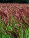 Міскантус китайський Ред Чіф / Miscanthus sinensis Red Chief 31466 фото 1