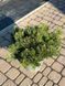 Сосна гірська Мугус / Pinus mugo Mughus 33436 фото 1