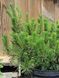 Сосна гірська Мугус / Pinus mugo Mughus 33436 фото 3
