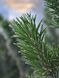 Сосна остиста / Pinus aristata 34478 фото 4