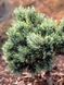 Сосна остиста / Pinus aristata 34478 фото 1