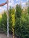Туя западная Столвик / Thuja occidentalis Stolwijk 34178 фото 1