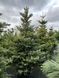 Ялиця корейська Глаука / Abies koreana Glauca 28211 фото 2