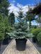 Ялиця корейська Глаука / Abies koreana Glauca 28211 фото 1