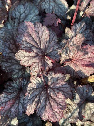 Гейхера гібрідна Шанхай / Heuchera hybride Shanghai 35870 фото