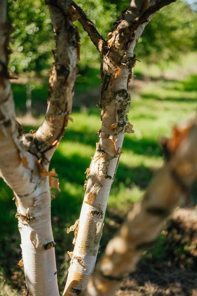Береза чорная Блек Стар / Betula nigra Black Star 35552 фото