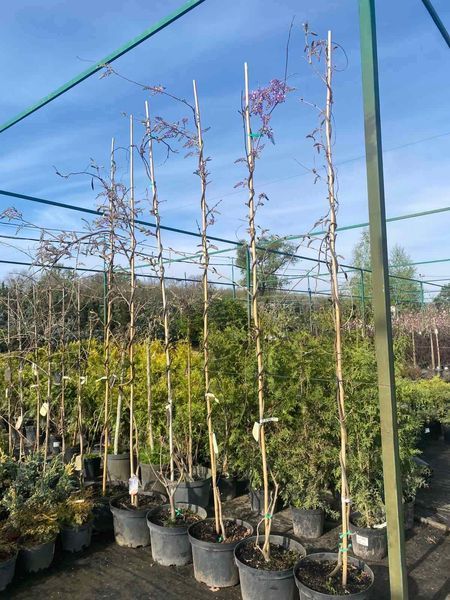 Гліцінія флорибунда Іто Коку Ріу / Wisteria floribunda Ito Koku Riu 33518 фото