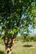 Береза чорная Блек Стар / Betula nigra Black Star 35552 фото 1