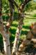 Береза чорная Блек Стар / Betula nigra Black Star 35552 фото 2