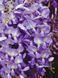 Гліцінія флорибунда Іто Коку Ріу / Wisteria floribunda Ito Koku Riu 33518 фото 1