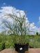 Міскантус китайський Ротер Пфейл / Miscanthus sinensis Roter Pfeil 28042 фото 2