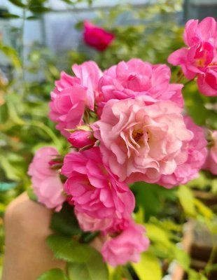 Роза плетистая Утигорд Фоллс / Rose Utigord Fall 34992 фото