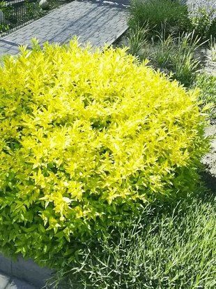 Бірючина звичайна Ауреа формована куля / Ligustrum vulgare Aurea 25923 фото