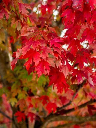 Клен красный / Acer rubrum 29328 фото