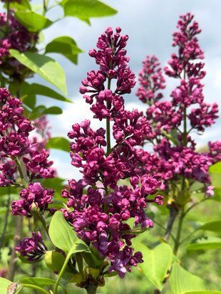 Бузок звичайний Чарльз Джолі / Syringa vulgaris Charles Joly 27524 фото