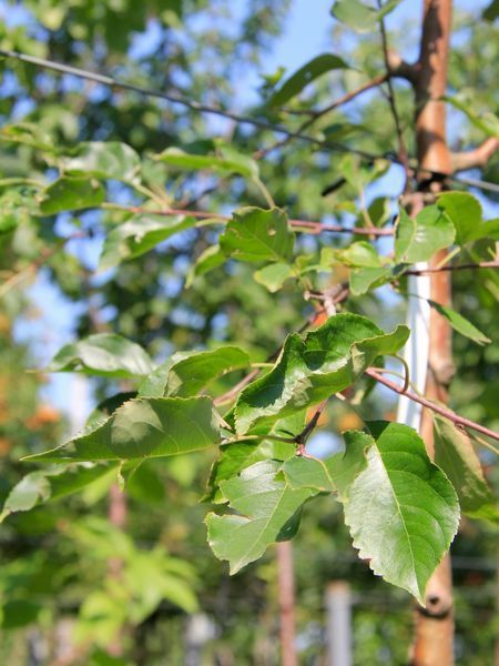 Яблоня декоративная Рудольф / Malus Rudolph 33990 фото