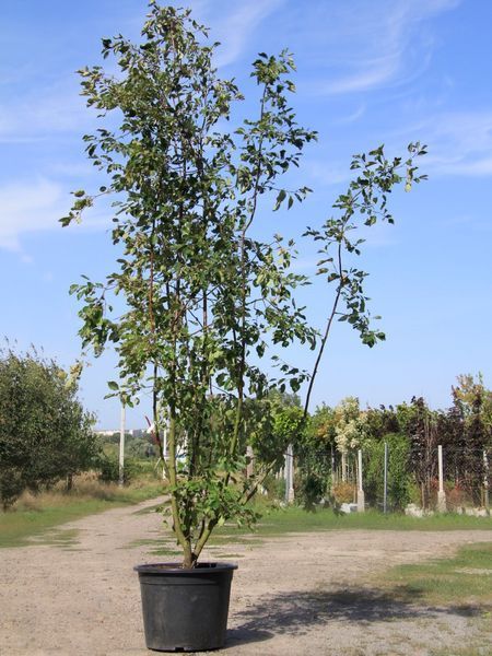 Яблоня декоративная Рудольф / Malus Rudolph 33990 фото