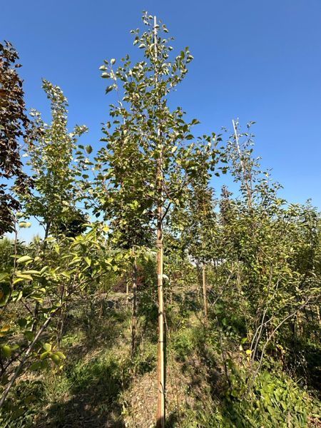 Яблоня декоративная Рудольф / Malus Rudolph 33990 фото