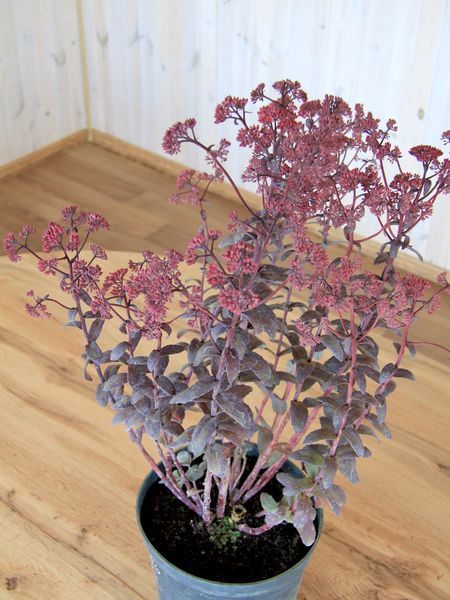 Очиток гибридный Джози Аубергайн / Sedum Jose Aubergine 28227 фото