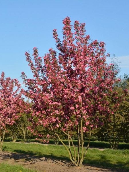 Яблоня декоративная Рудольф / Malus Rudolph 33990 фото
