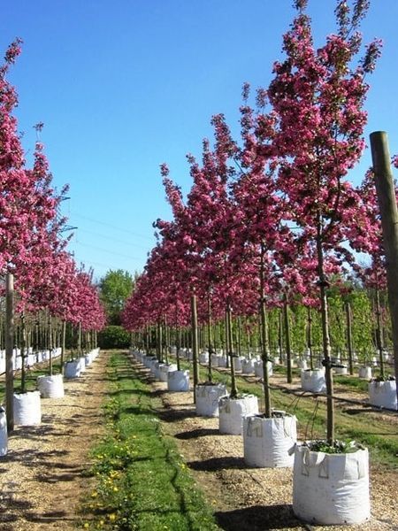 Яблоня декоративная Рудольф / Malus Rudolph 33990 фото