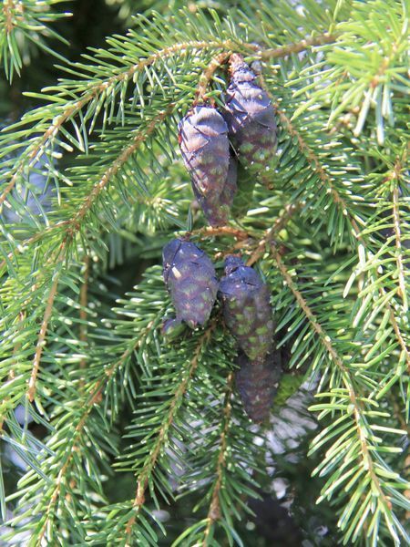 Ель сербская Оморика / Picea Omorika 27303 фото