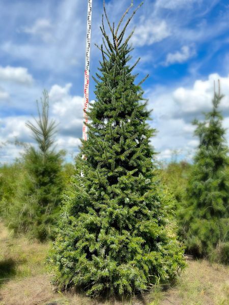Ель сербская Оморика / Picea Omorika 27303 фото
