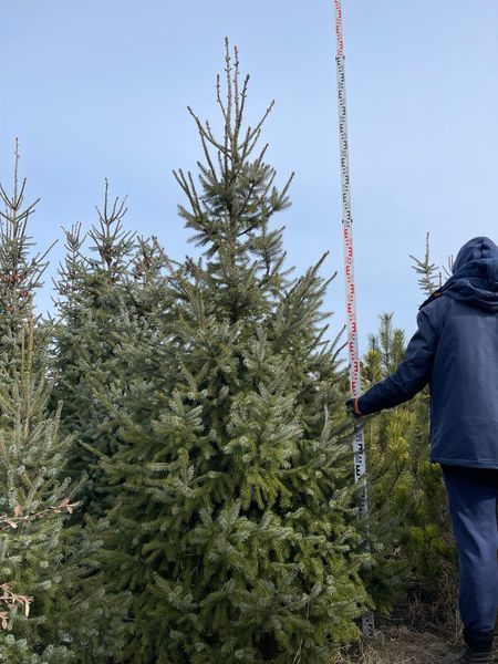 Ель сербская Оморика / Picea Omorika 27303 фото