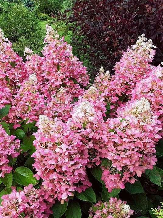 Гортензія волотиста Пінк Квін / Hydrangea paniculata Pink Queen