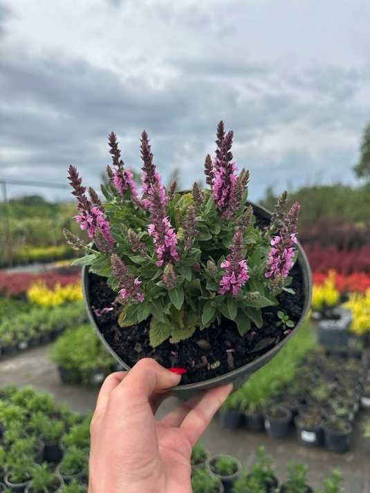 Шавлія лісова Пінк Парадіз / Salvia nemorosa Pink Paradise купити