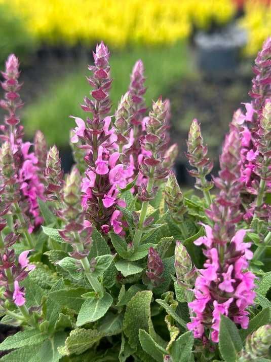 Paranoia seed type-w パラノイア　シードW Шавлія лісова Пінк Парадіз / Salvia nemorosa Pink Paradise купити