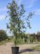 Яблоня декоративная Рудольф / Malus Rudolph 33990 фото 6