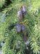 Ель сербская Оморика / Picea Omorika 27303 фото 7
