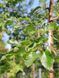 Яблоня декоративная Рудольф / Malus Rudolph 33990 фото 7