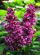Сирень обыкновенная Чарльз Джоли / Syringa vulgaris Charles Joly 27524 фото 1