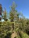 Яблоня декоративная Рудольф / Malus Rudolph 33990 фото 5