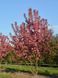 Яблоня декоративная Рудольф / Malus Rudolph 33990 фото 3