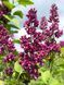 Сирень обыкновенная Чарльз Джоли / Syringa vulgaris Charles Joly 27524 фото 1