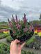 Шавлія лісова Пінк Парадіз / Salvia nemorosa Pink Paradise 27266 фото 2
