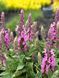 Шавлія лісова Пінк Парадіз / Salvia nemorosa Pink Paradise 27266 фото 1